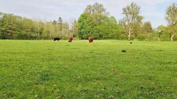 bruin koeien begrazing Aan groen weide tegen een Woud achtergrond. video