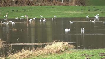 Very many gulls foraging on a flooded meadow in nice weather. video