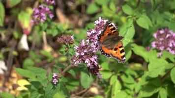 mooi vlinder Aan de bloem van een salie fabriek in de zonneschijn. video