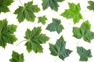 hojas verdes de arce foto