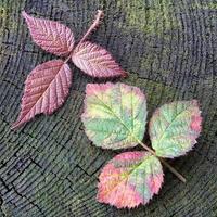 Autumn red raspberry leaf photo