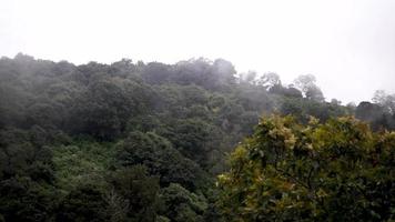 la niebla desciende en el bosque de montaña video