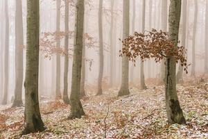 Late autumn snowy beech forest photo