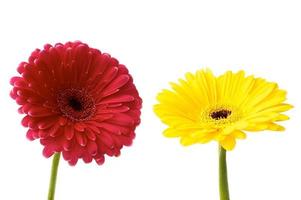 hermosas flores de gerbera foto