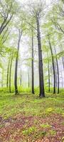 Beech forest from Czech Republic photo