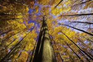 Autumn trees top photo