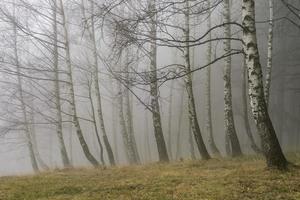 Autumn birch trees photo