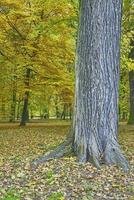 Trees in the park photo