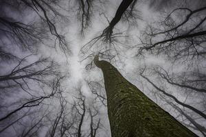 Spring tree crown photo