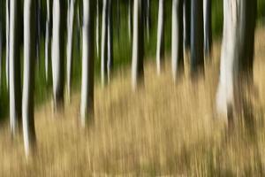 Abstract concept forest photo