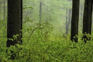 Green spring trees photo