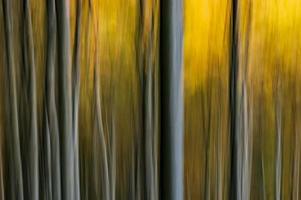 Abstract beech forest photo