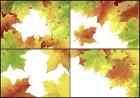 Autumn maple leaves photo