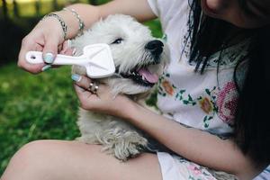 Girl combing her small dog photo