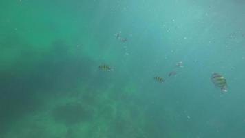 snorkeling perto da ilha de ko miang, ilhas similan, tailândia video