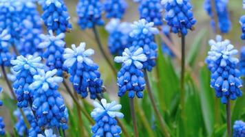 gros plan d'une fleur muscari première fleur de printemps bleue et narcisse après la pluie, rack focus video