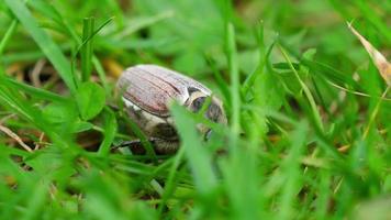 peut bug beetle hanneton, melolontha vulgaris video