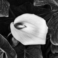 Zantedeschia aethiopica flower photo