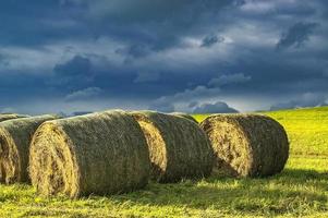 Silage in meadow photo