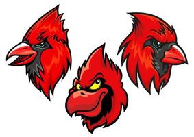 Cardinal bird heads set vector