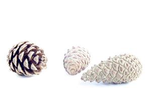 Four of piny cones photo