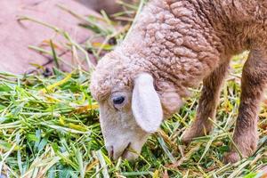 Close up of a sheep head eating green grass. photo