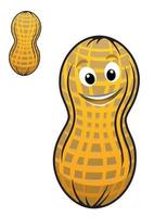 Cartoon peanut in shell vector