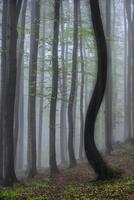 Spring forest in fog photo