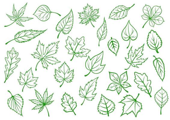 Green leaves set in outline style