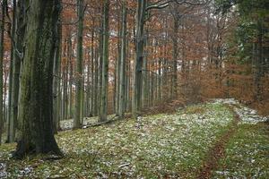 Late autumn snowy beech forest photo