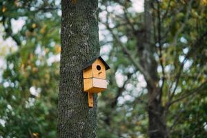 Colorful birdhouse on the tree in the park photo