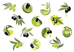 Olive tree branches with glossy olives vector