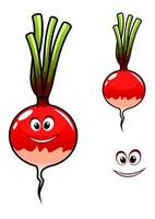 Fresh radish vegetable vector