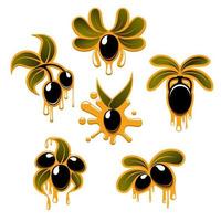 Olive branches with black fruits and oil drops vector