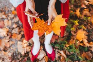 Closeup of girl's hands holding autumn maple tree leaves photo