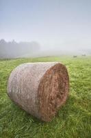 Silage on meadow photo