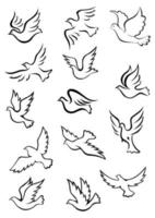 Outline graceful dove and pigeon birds vector