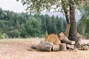 un claro en el bosque con leña plegada foto