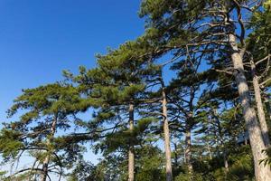 Tree Mountain pine with a large domed crown and a large trunk, grows in the mountains. photo