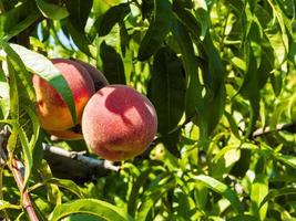 Natural fruit. Peaches on peach tree branches photo