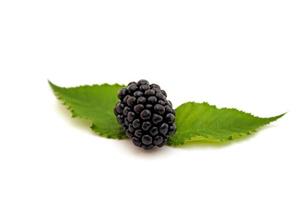 Blackberry fruits with leaves isolated on white background. photo