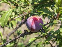 frutas naturales ciruelas maduras en el árbol en el jardín de la granja foto