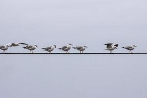 Several gulls are sitting on electric wires photo