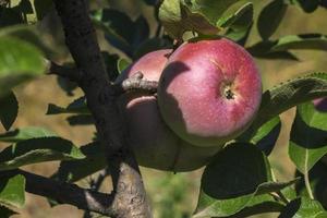 Natural fruit. Apples on the branches of an apple tree photo