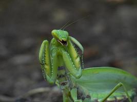 mantis en una pose de ataque en el hábitat foto