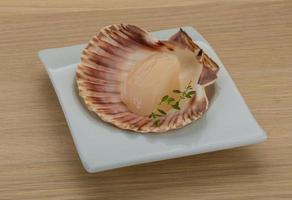 Raw scallops on the plate and wooden background photo