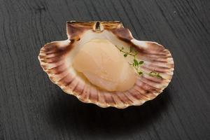 Raw scallops on wooden background photo