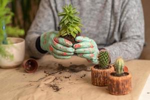 female hands in gloves hold a blue watering can and water a newly transplanted succulent. step 2 photo