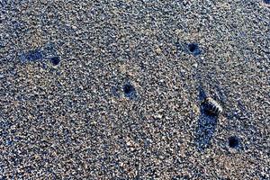 conjunto de conchas marinas sobre fondo de arena blanca foto