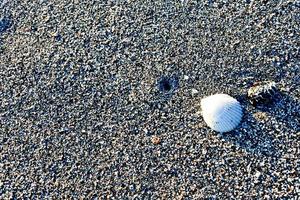 Set of seashells on white sand background photo